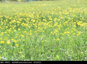 野花在线视频成人