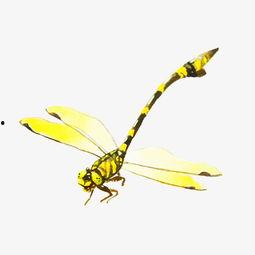 蜻蜓绘画成人教程视频,轻松掌握蜻蜓形态与色彩表现