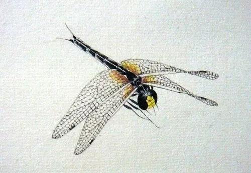 蜻蜓绘画成人教程视频,轻松掌握蜻蜓形态与色彩表现