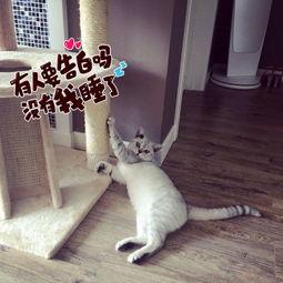 怏猫视频成人,成人内容的独特视角与深度解析