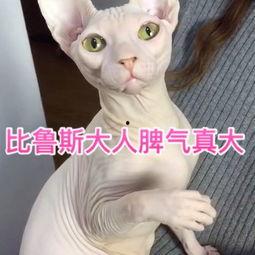 怏猫视频成人,成人内容的独特视角与深度解析