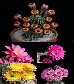 仙人掌视频成人