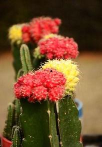 仙人掌视频成人