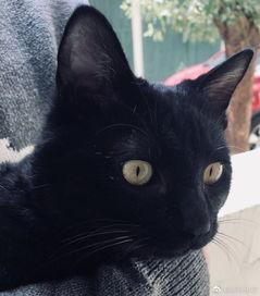 真人猫变成人的视频,揭秘神奇生物的奇幻蜕变