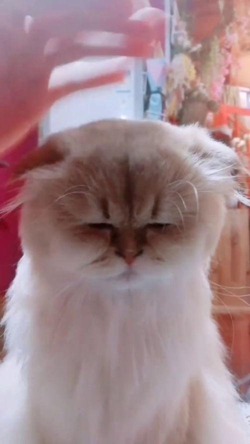 真人猫变成人的视频,揭秘神奇生物的奇幻蜕变