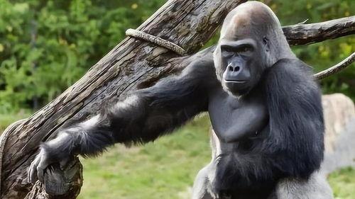 大猩猩变成人类搞笑视频,搞笑视频揭秘人类进化之谜