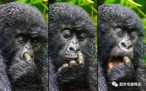 大猩猩变成人类搞笑视频,搞笑视频揭秘人类进化之谜