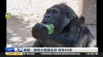 大猩猩变成人类搞笑视频,搞笑视频揭秘人类进化之谜