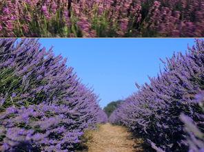 成人薰衣草的视频