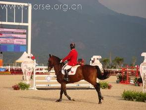 广州成人马术比赛视频  第3张