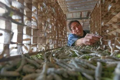 变成人的蚕宝宝视频,从幼虫到成人的奇妙之旅