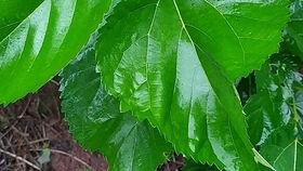 变成人的蚕宝宝视频,从幼虫到成人的奇妙之旅  第2张