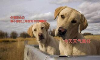 狗拉成人扭扭车好吗视频,萌态可掬引网友热议 第2张 狗拉成人扭扭车好吗视频,萌态可掬引网友热议 第2张