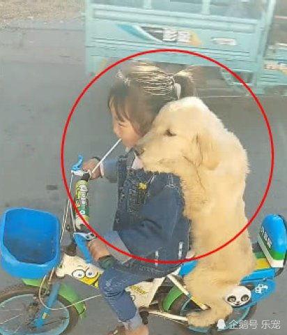 狗拉成人扭扭车好吗视频,萌态可掬引网友热议 第3张 狗拉成人扭扭车好吗视频,萌态可掬引网友热议 第3张