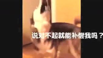 成人玩泥巴搞笑段子视频,成人搞笑泥巴挑战,笑料百出! 第3张 成人玩泥巴搞笑段子视频,成人搞笑泥巴挑战,笑料百出! 第3张