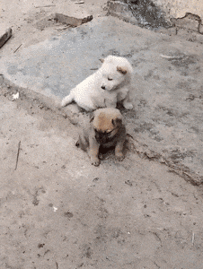 成人丝袜动态视频,成人动态视频中的性感魅力解析  第2张