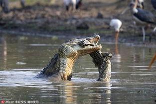 鳄鱼变成人动画视频 第2张 鳄鱼变成人动画视频 第2张